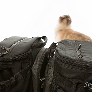 v2.0 vs. v1.0 - Cat View