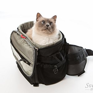 Fits a whole cat