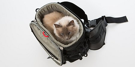 Fits a whole cat