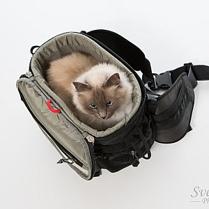 Fits a whole cat