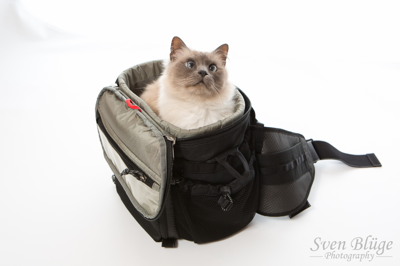Cat Speed Racer Think Tank Photo Speed Racer